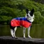 Fell Dog Drench Waterproof Jacket in Red/Blue - Size 45